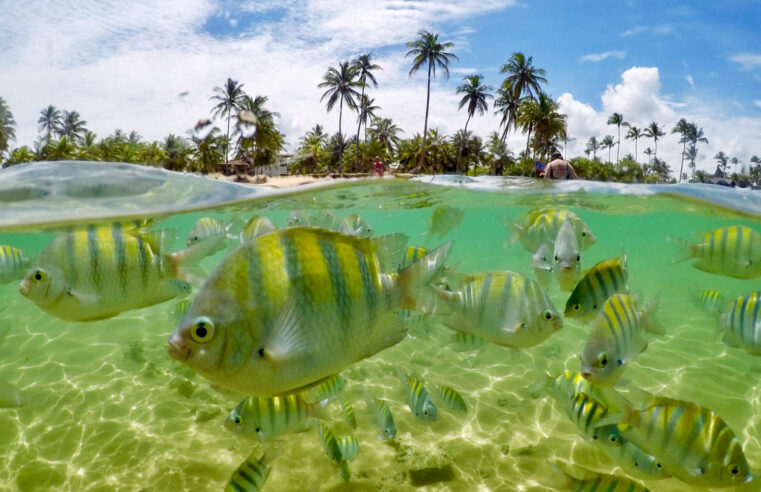 Nordeste reina absoluto nos destinos mais procurados para o feriado de 7 de setembro!