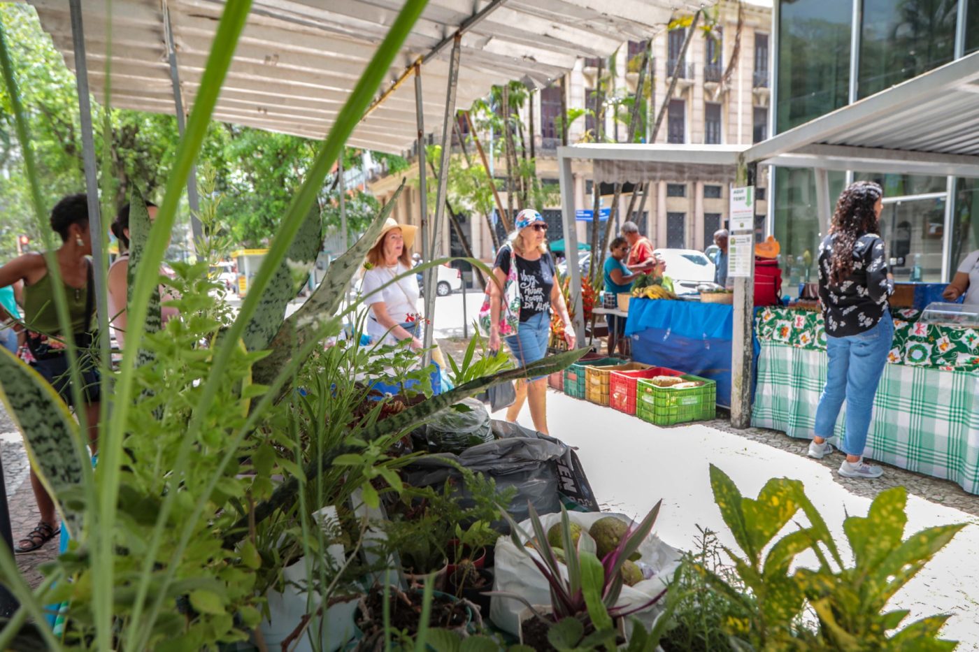 Feira Agroecológica faz sucesso no Comércio e pode virar point fixo em 2025!